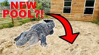 I Built An OUTDOOR POOL For My Alligators!!!