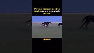 dizem que ele fugiu para ser uma picanha