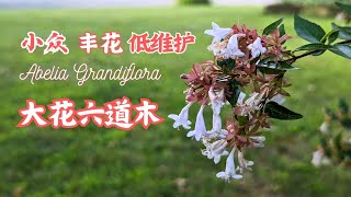 【花の物语】51 丰花低维护小众观赏灌木大花六道木#大花六道木#种花养花