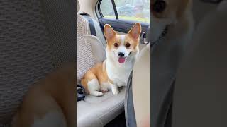 Corgie dog sit in the car