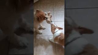 Corgi and Pomeranian tug-of-war #corgi #pomeranian #dogs #pets