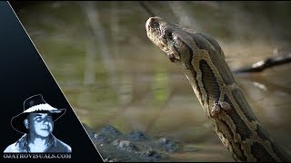 Alligator Eats Python 02 Footage