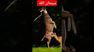 سبحان الله