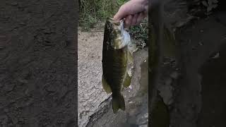 Nice Smallmouth Choked The Wacky Rig #fishing #shorts #ohmylarryfishing