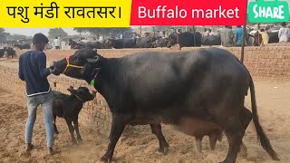 भैंसों की सबसे बड़ी ब सस्ती मंडी रावतसर! bhainson Ki Mandi Rawatsar old buffalo market Rajasthan