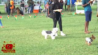 Best Dressed - Olympus Kennel Dog Expo 2024