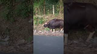 Sirumalai Bison                              #animals #wildanimals #bison