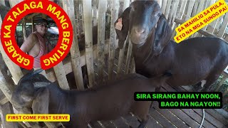 PAG BISITA SA KAMBINGAN NI MANG BERTING/GOAT FARMING PHILIPPINES/BOER GOAT BREEDER