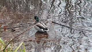 02. Dezember 2024. Die Enten im Dezember.  🦆 The ducks in the December.