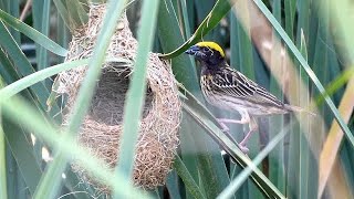 indian weaver bird Nest