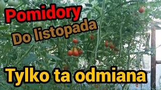 Pomidory - Wrzesień to bardzo dobry czas na....