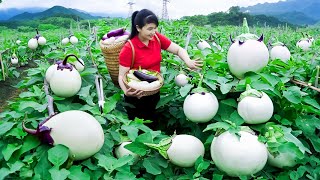 How to Harvest WHITE EGGPLANT, goes to Market Sell - Harvesting and Cooking |Tieu Vy Daily Life