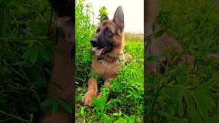 German shepherd in field #viral #dog #germanshepherd #morningexercise #morningroutine #doglover