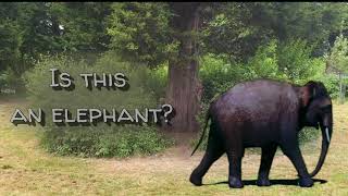 Kaavan From Cambodia | Loneliest Elephant Ever | Old Movie