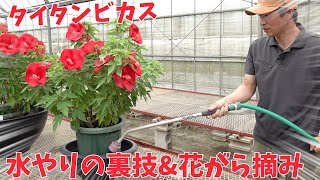 【タイタンビカス】裏技公開！夏の水やり＆花がら摘み【赤塚植物園農場だより】