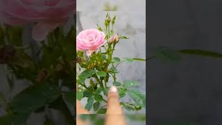 #rain drop #viral #Roses🥰🌹🌹🪻