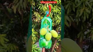 Mango fruit Picker / mango plucking idea #shorts #fruitplucker #gardenshorts #bottlepicker