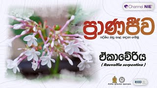 ඒකාවේරිය | Rauvolfia serpentina   - ප්‍රාණජිව | දේශීය ඔසු පැළ හදුනා ගනිමු