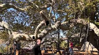 Biggest Tree in Bursa: Türkiye