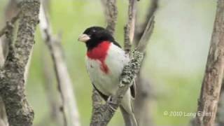 El Picogrueso Pechirrosa (Pheucticus Ludovicianus)