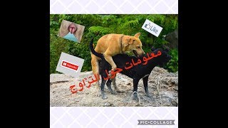 كل ما تريد أن تعرفه عن تزاوج الكلاب والوقت المناسب لذلك