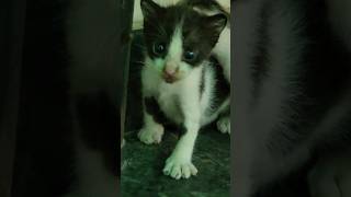 Curious eyes #kitten #cute #cat #kittty #cuteanimal #cutecat #funnykittens #shortsvideo