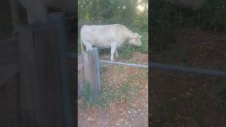 White bull.Белый бык. #shorts #wildnaturetv250 #bull #cow #nature #animals #природа #быки #животные