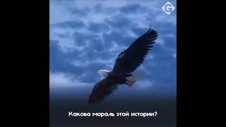 #орёл #shortvideo #комсомольскнаамуре #shortsvideo #shorts