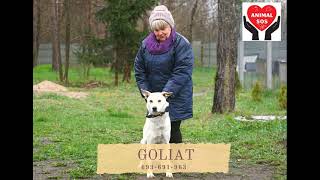 GOLIAT   PSIAKOWO I SPÓŁKA