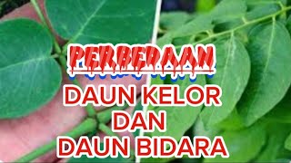 Ini Bedanya Daun KELOR Dan Daun BIDARA