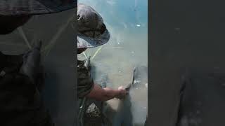 Catch and Release wild carp carpfishing #fishing #carpfishing #carps #fishingvideo #fish #carp #wild