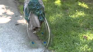 Lost Peacock in Franklin Park Zoo mp4