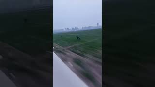 Dog Running Like Cheetah#huntingdog #dogvideos #dogrunning #dogrun #shorts #shortsfeed #animalshort