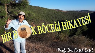 Bir B.k Böceği Hikayesi