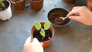 Add coffee grounds to your plants