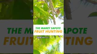 #shorts #shortsfeed The Mamey Sapote Fruit Hunting