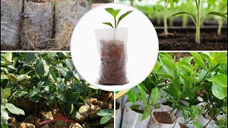 Seed starting bags, seedling grow bags, tips for starting seedling and transplanting into grow bags.