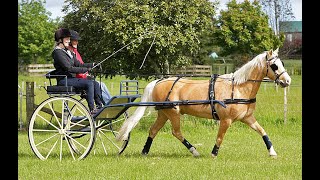 HITCHING & HARNESSING YOUR HORSE •  PART TWO