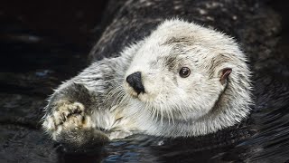 ¡El Animal Más Peludo del Mundo está en Lisboa! 😍🦦