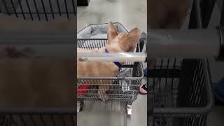 Groot the French bulldog shops for a new bed in Tractor Supply.