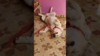 Dog Funny Video 😂😂#shorts