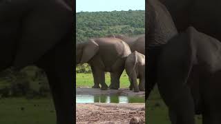 Elephants of South Africa plains