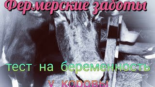 Как проверить корову на стельность//Тест на молоке народный способ//How to check a cow for pregnancy