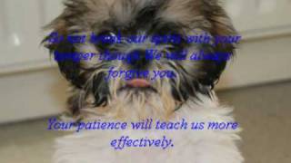 Shih Tzu : A letter from a Shih Tzu to their Owner