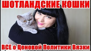 ШОТЛАНДСКАЯ КОШКА . ВСЕ о Ценовой политики Вязки