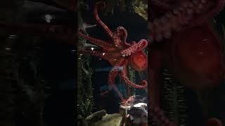 Giant Octopus at the Georgia Aquarium #fyp #shorts #animals #oceanlife #kraken