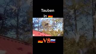 Tauben in Deutschland 🇩🇪 VS Russland 🇷🇺😆😆😂