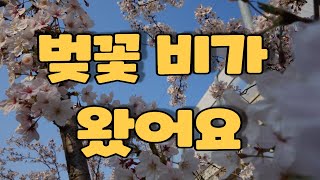 #작천정에 벚꽃이 만발했습니다 #바람결에 꽃비가 내려요.