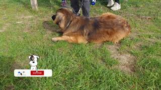 Cucciolo di Golden Retriever che gioca con Leonberger #shorts