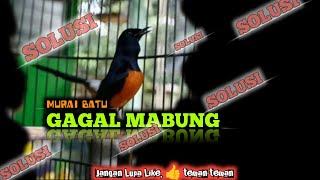 SOLUSI MURAI BATU GAGAL MABUNG ‼️